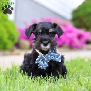 Teddy, Miniature Schnauzer Puppy